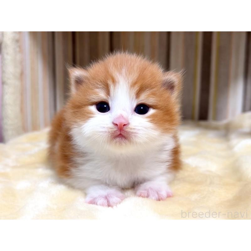 販売中の千葉県のマンチカン-138104の3枚目