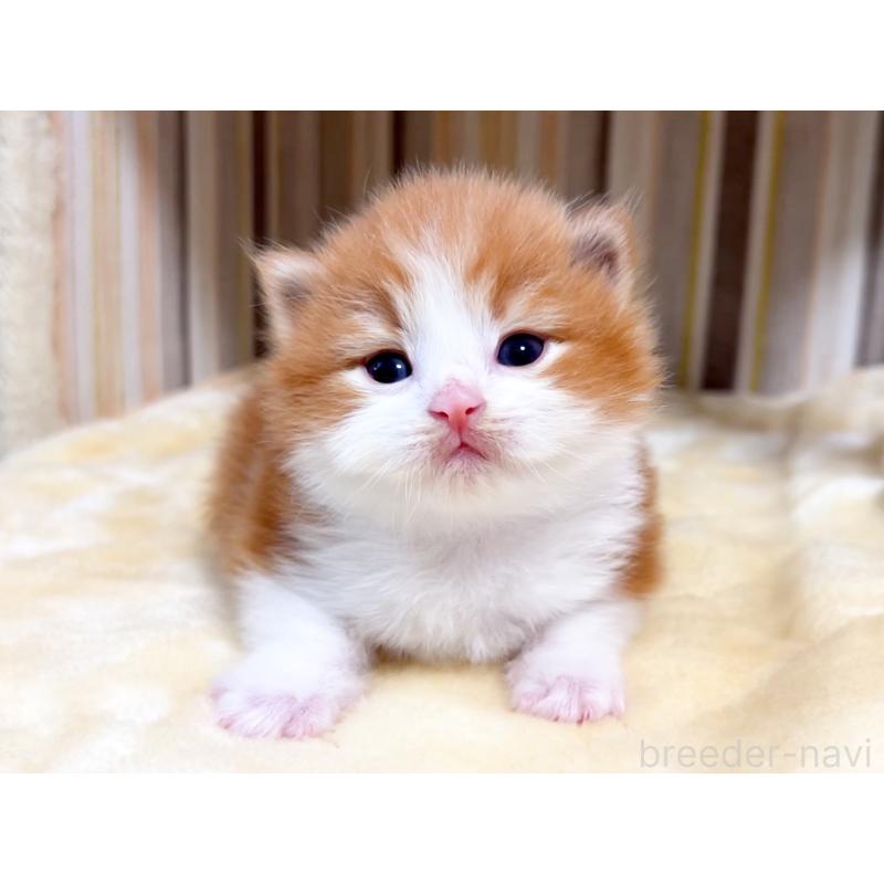 販売中の千葉県のマンチカン-138104の2枚目