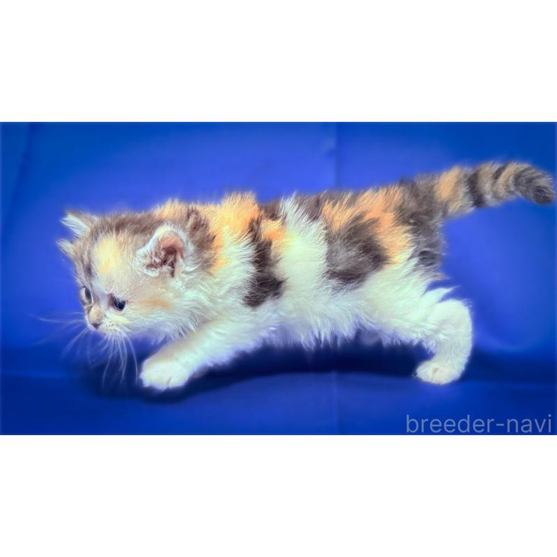 販売中の愛知県のスコティッシュフォールド-138105の3枚目