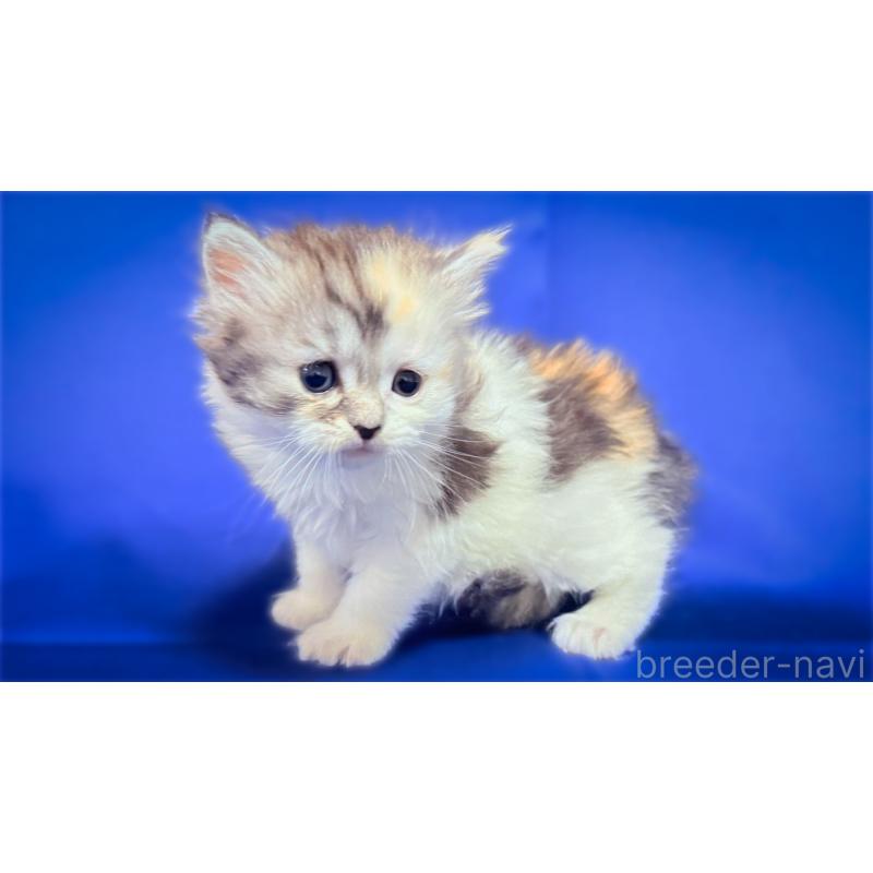 販売中の愛知県のスコティッシュフォールド-138105の2枚目