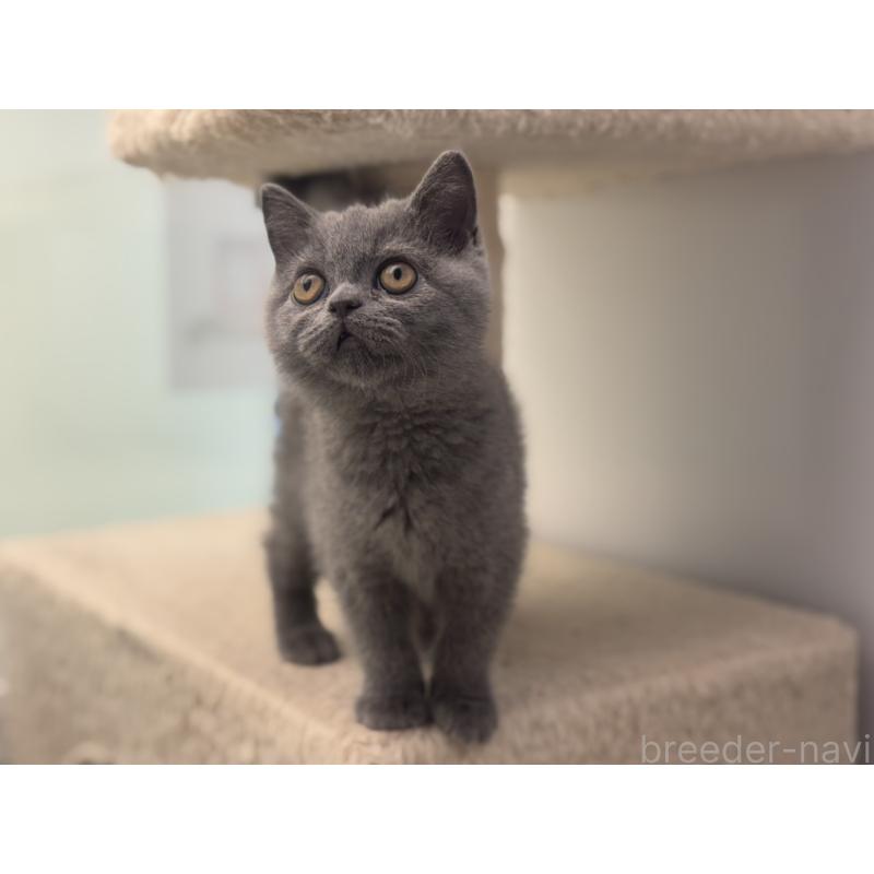 販売中の神奈川県のブリティッシュショートヘア-135297の4枚目