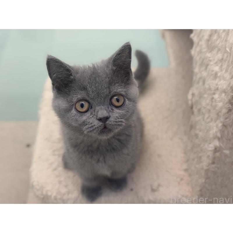 販売中の神奈川県のブリティッシュショートヘア-135297の2枚目