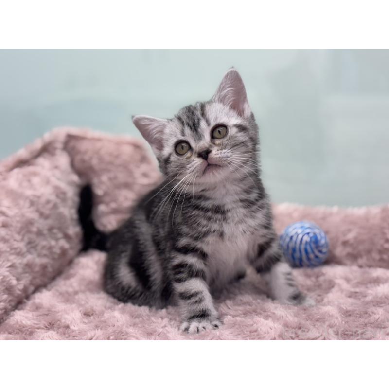 販売中の神奈川県のアメリカンショートヘア-138106の4枚目