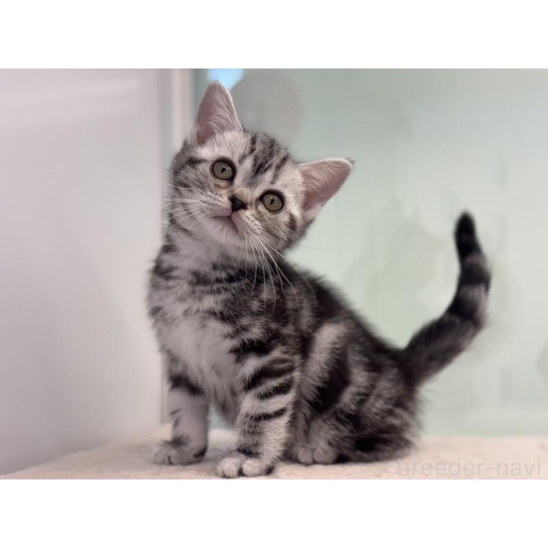 販売中の神奈川県のアメリカンショートヘア-138106の3枚目