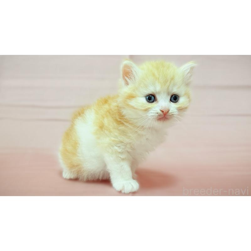 販売中の愛知県のスコティッシュフォールド-138107の5枚目