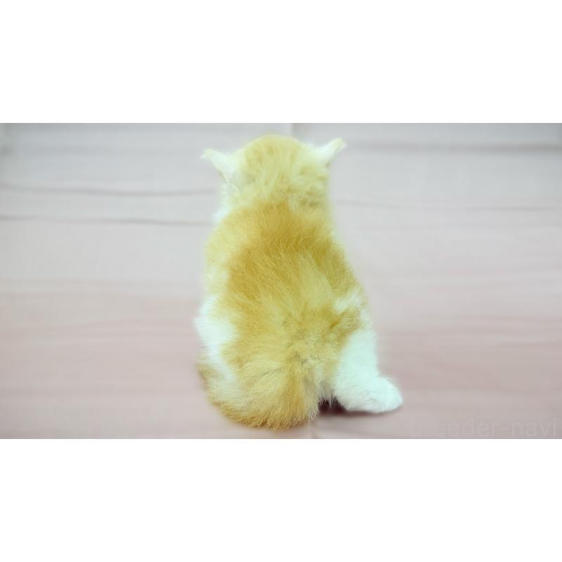 販売中の愛知県のスコティッシュフォールド-138107の4枚目