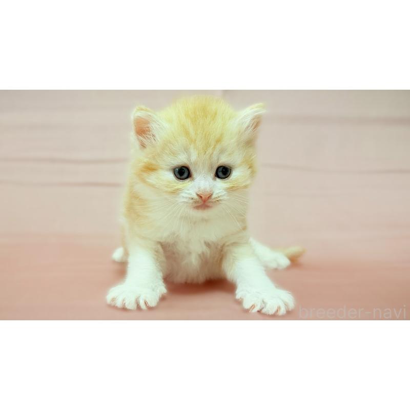 販売中の愛知県のスコティッシュフォールド-138107の3枚目