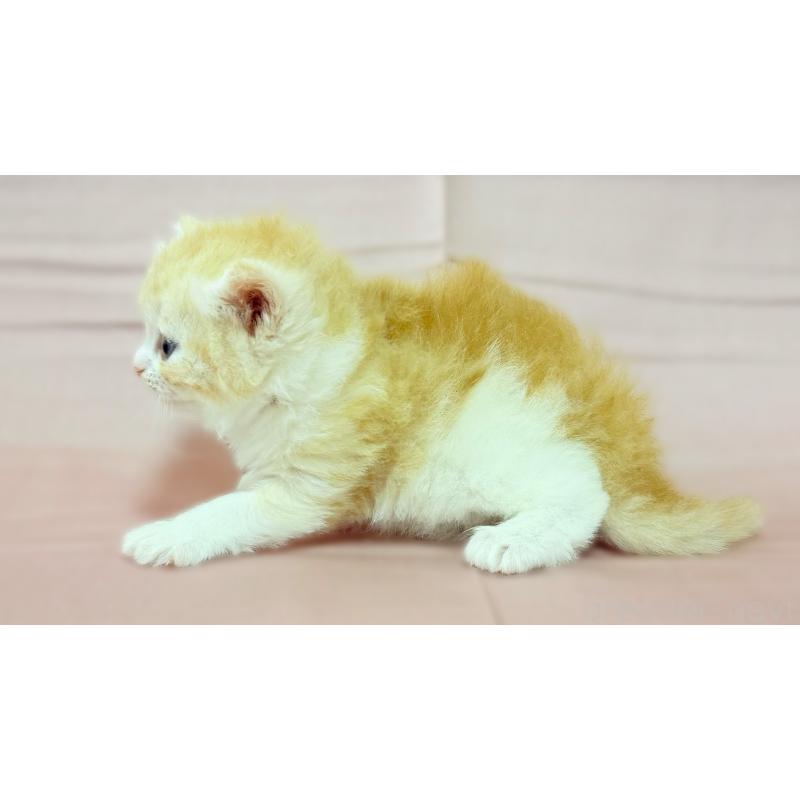 販売中の愛知県のスコティッシュフォールド-138107の2枚目