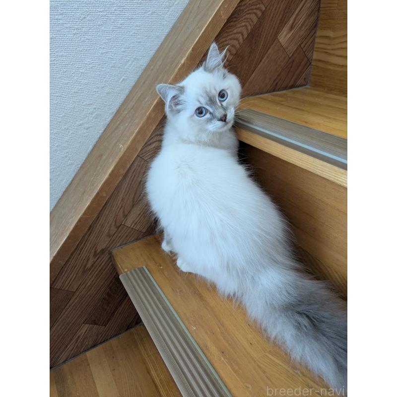 販売中の三重県のサイベリアン-137988の1枚目