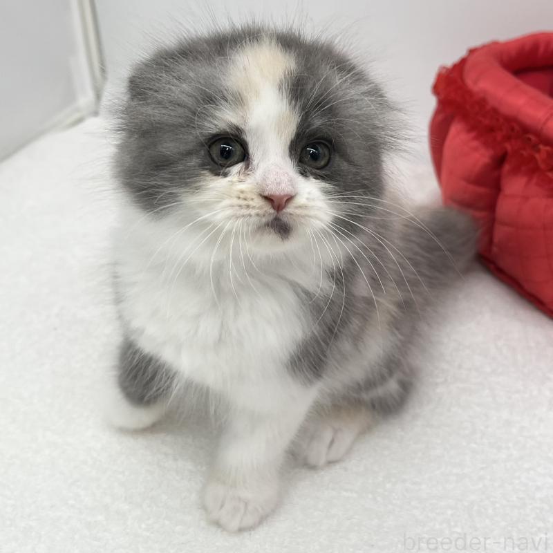 販売中の愛知県のスコティッシュフォールド(折れ耳)-137991の5枚目