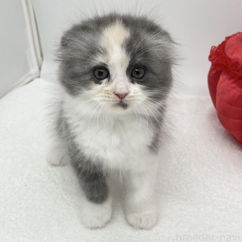 販売中の愛知県のスコティッシュフォールド(折れ耳)-137991の4枚目