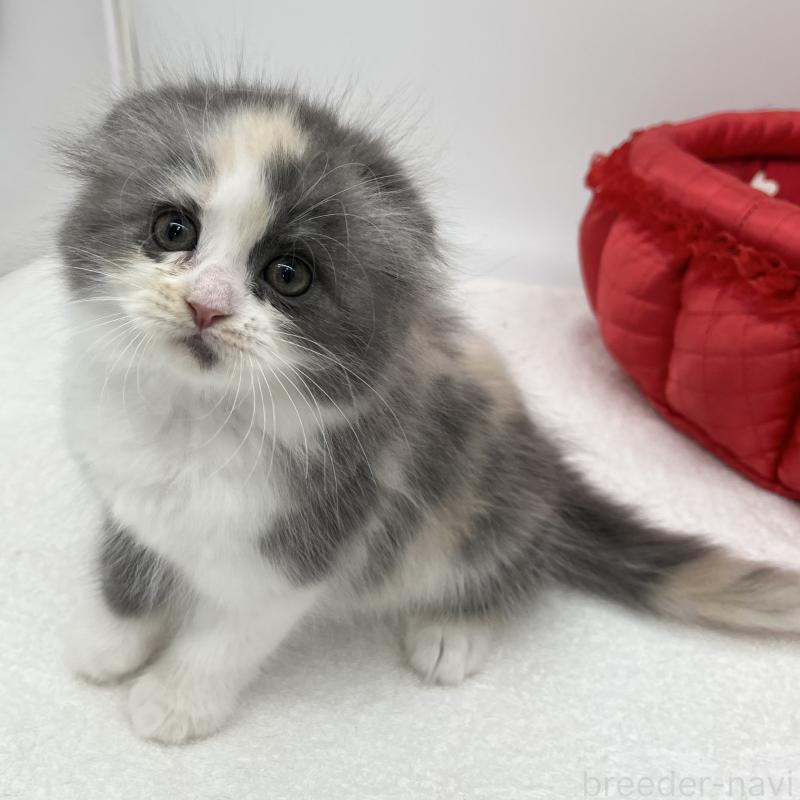 販売中の愛知県のスコティッシュフォールド(折れ耳)-137991の1枚目