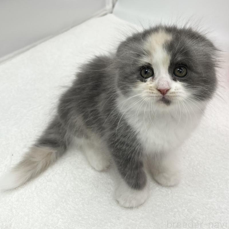 販売中の愛知県のスコティッシュフォールド(折れ耳)-137991の3枚目