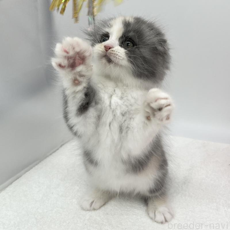 販売中の愛知県のスコティッシュフォールド(折れ耳)-137991の2枚目