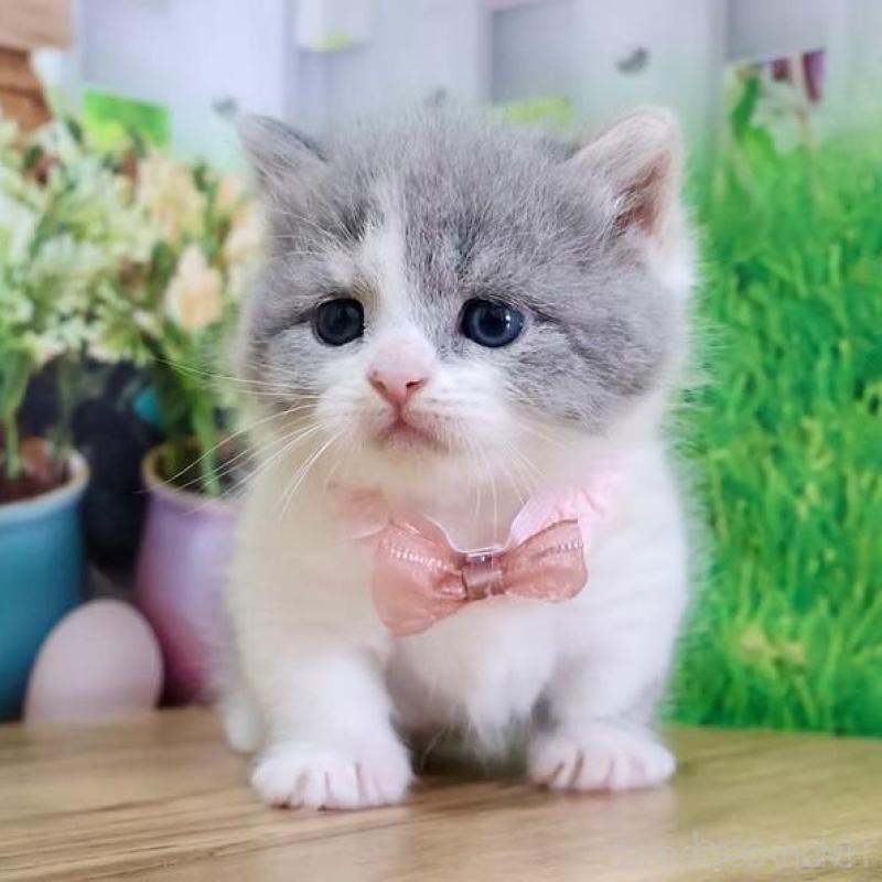 販売中の岐阜県のマンチカン(短足)-137992の4枚目