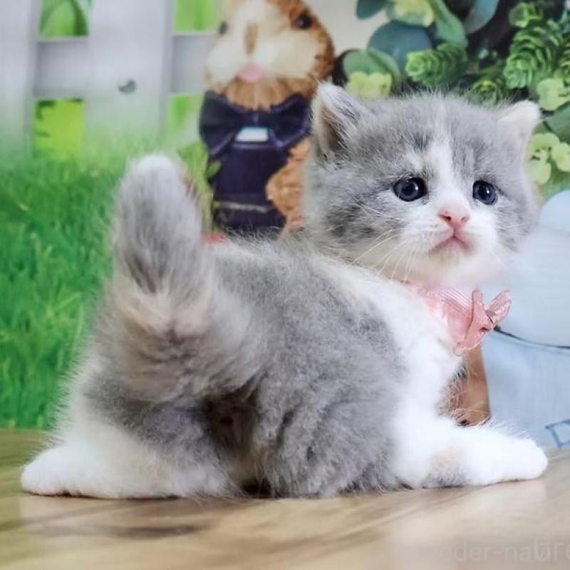 販売中の岐阜県のマンチカン(短足)-137992の3枚目