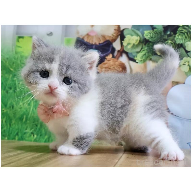 販売中の岐阜県のマンチカン(短足)-137992の2枚目