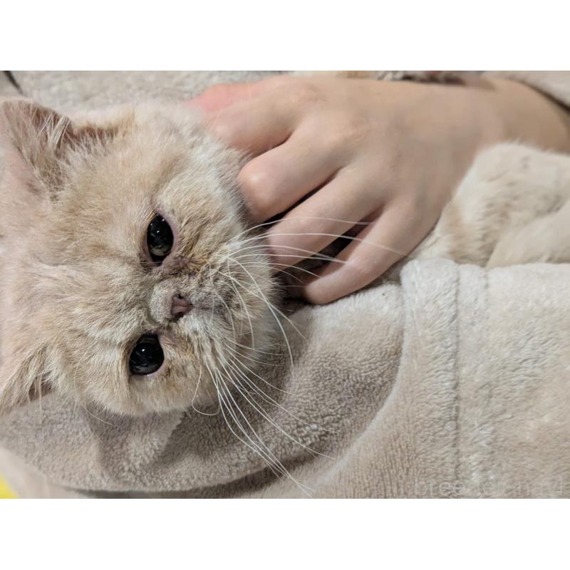 販売中の大阪府のエキゾチックショートヘア-128874の7枚目