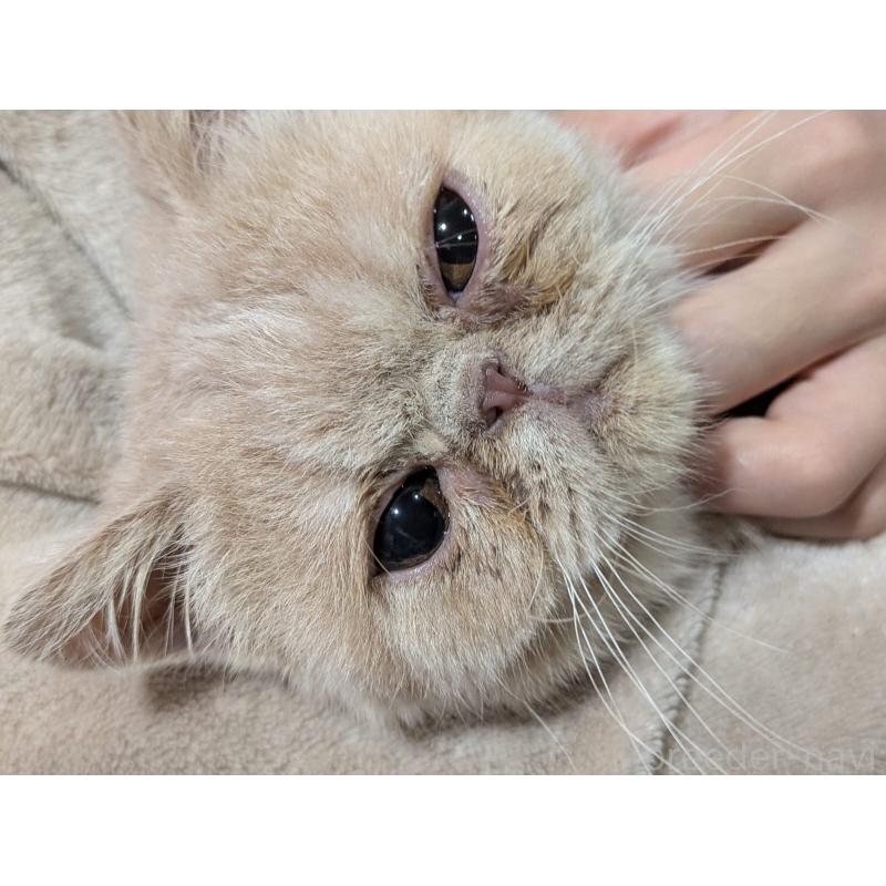 販売中の大阪府のエキゾチックショートヘア-128874の4枚目