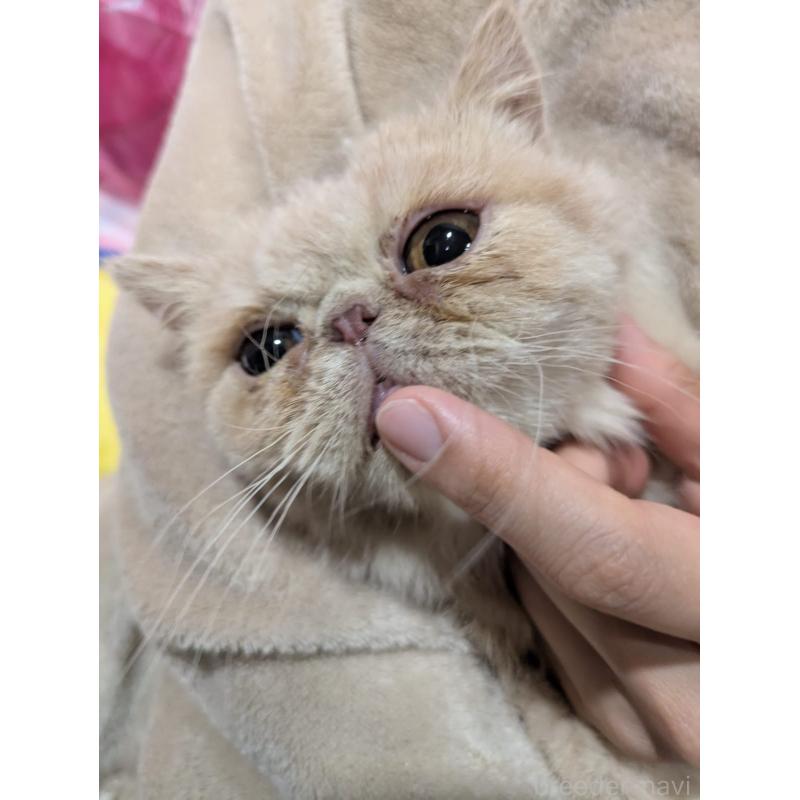 販売中の大阪府のエキゾチックショートヘア-128874の3枚目