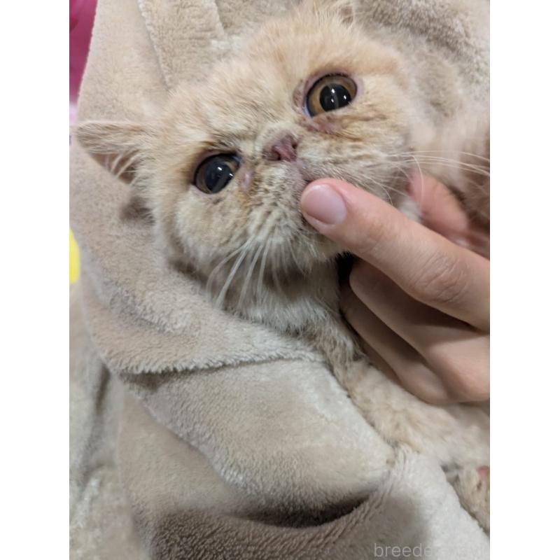 販売中の大阪府のエキゾチックショートヘア-128874の2枚目