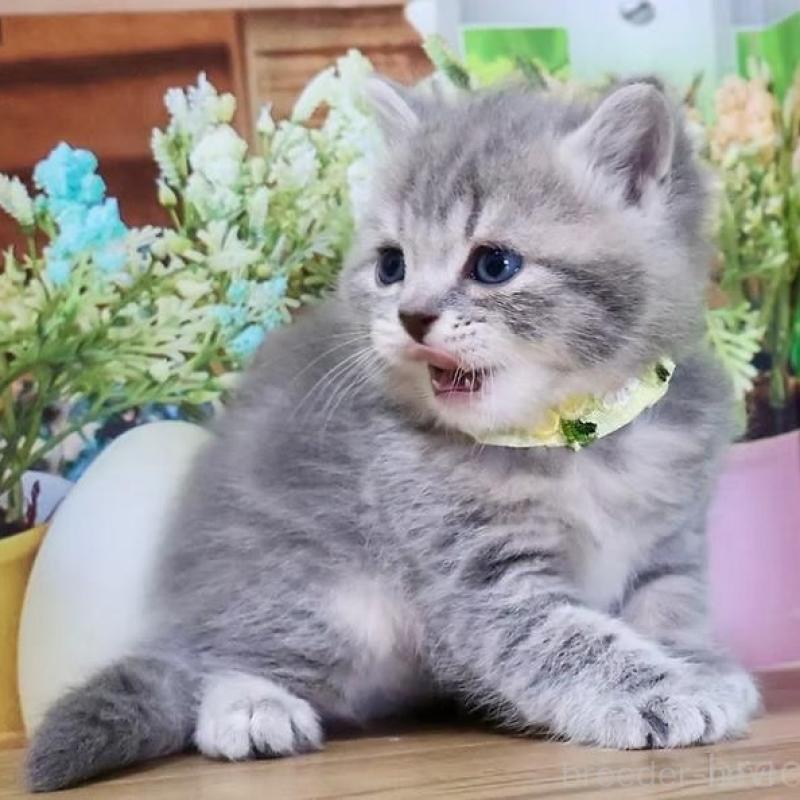 販売中の岐阜県のマンチカン-137993の4枚目