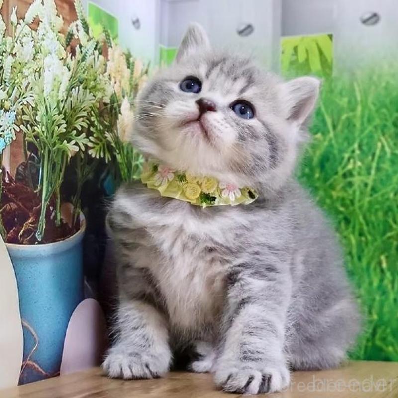 販売中の岐阜県のマンチカン-137993の3枚目