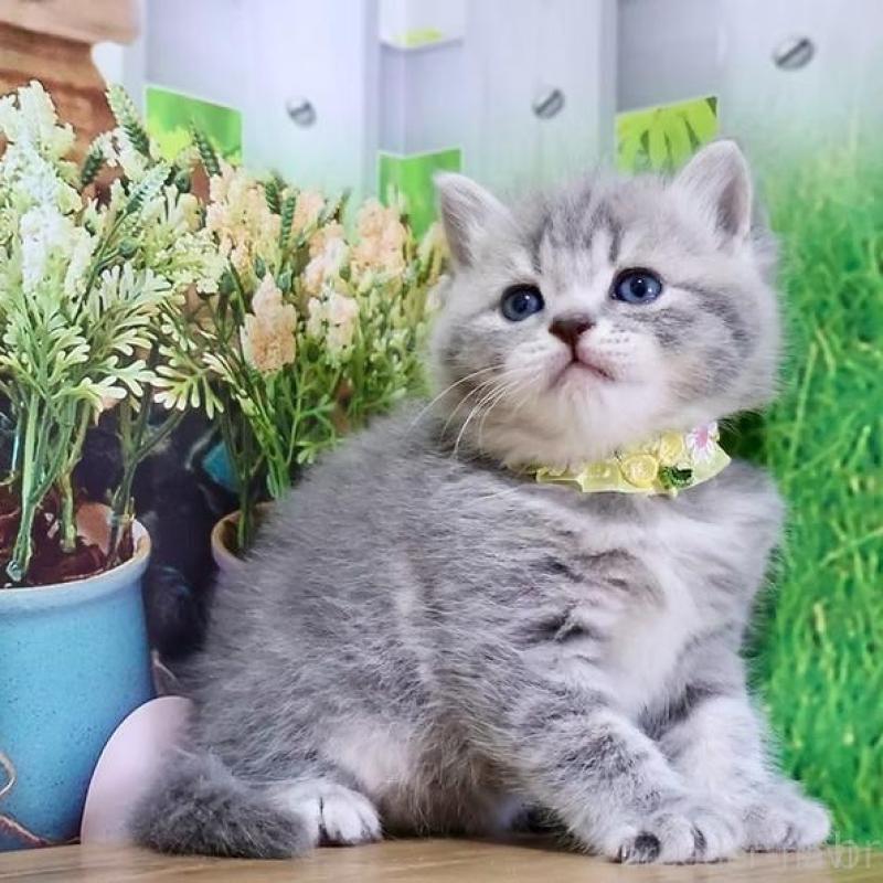 販売中の岐阜県のマンチカン-137993