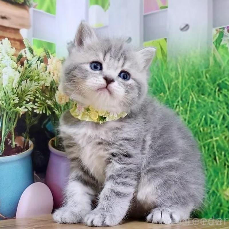 販売中の岐阜県のマンチカン-137993の2枚目