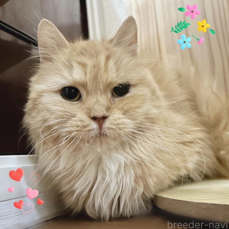 販売中の東京都のミヌエット(短足)-131396の4枚目