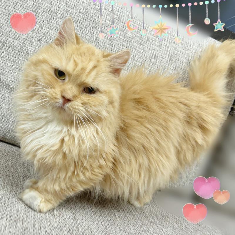 販売中の東京都のミヌエット(短足)-131396の3枚目