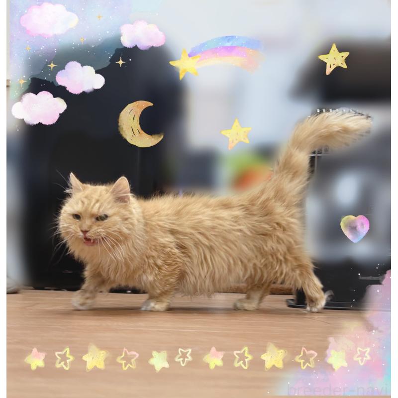 販売中の東京都のミヌエット(短足)-131396の2枚目