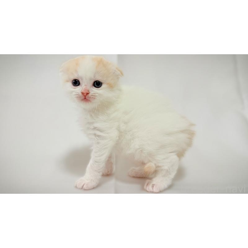 販売中の愛知県のスコティッシュフォールド-138108の5枚目