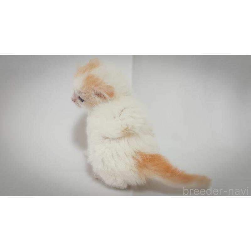 販売中の愛知県のスコティッシュフォールド-138108の4枚目