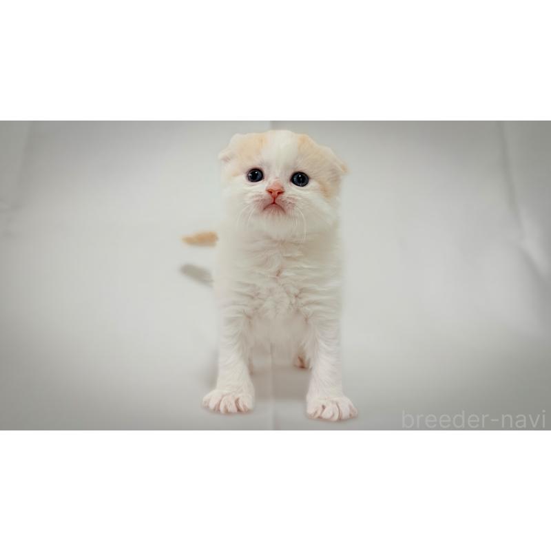 販売中の愛知県のスコティッシュフォールド-138108の3枚目