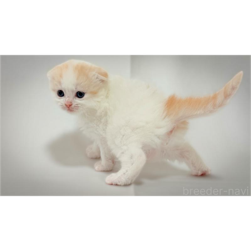 販売中の愛知県のスコティッシュフォールド-138108の2枚目