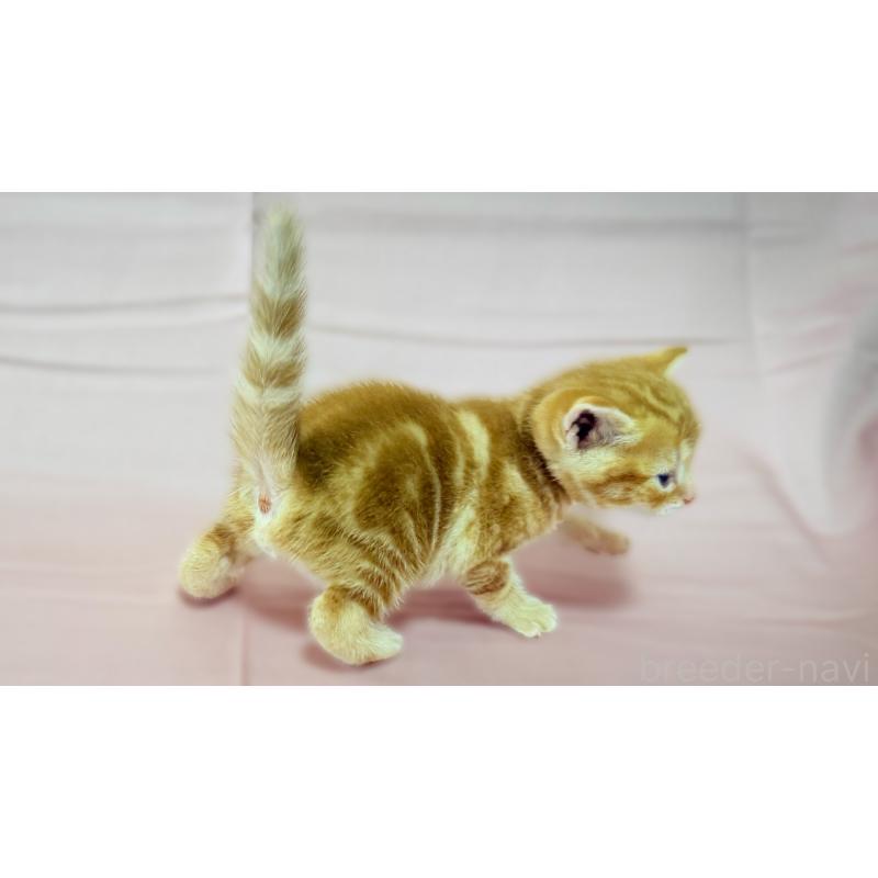 販売中の愛知県のアメリカンショートヘア-138109の6枚目