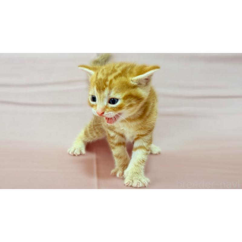 販売中の愛知県のアメリカンショートヘア-138109の4枚目