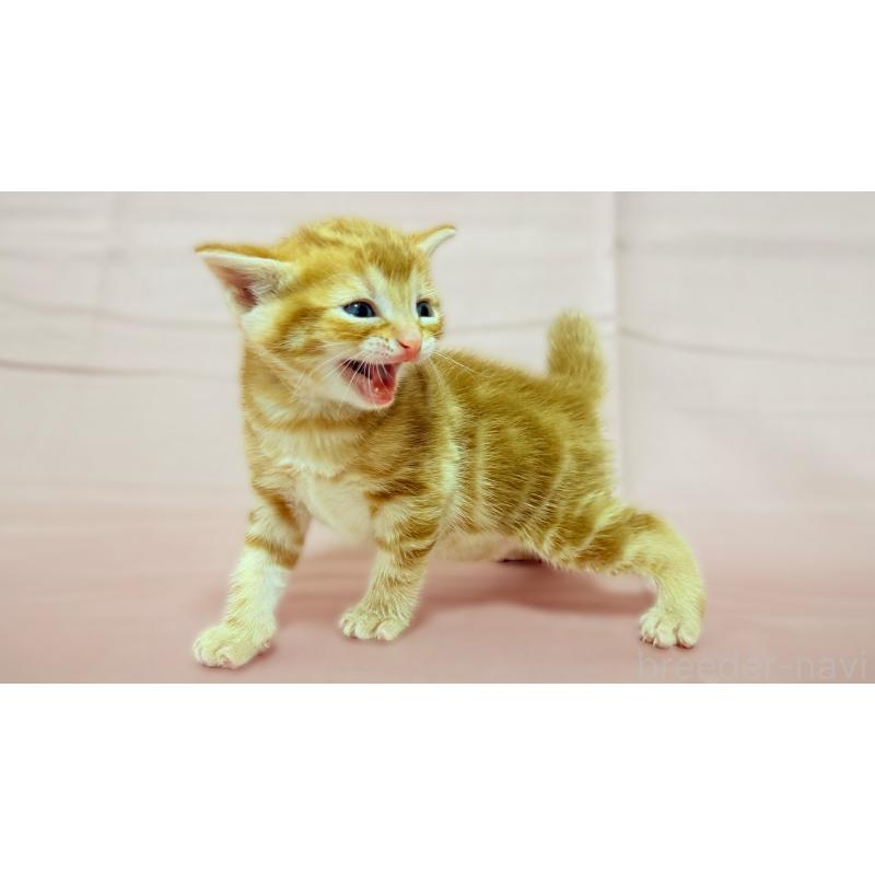 販売中の愛知県のアメリカンショートヘア-138109の3枚目