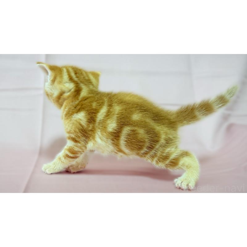 販売中の愛知県のアメリカンショートヘア-138109の2枚目