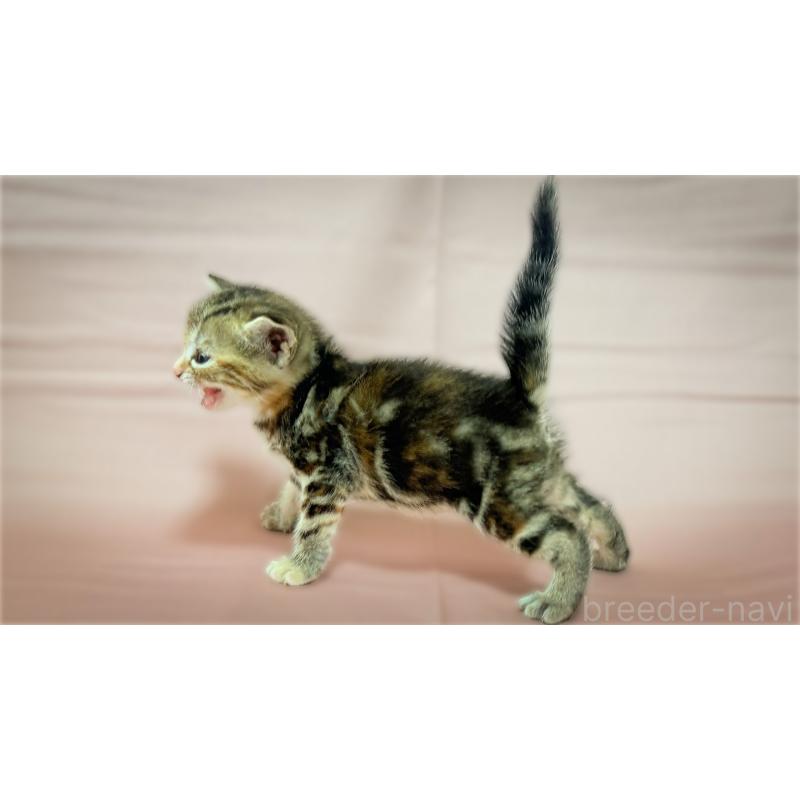 販売中の愛知県のアメリカンショートヘア-138110の4枚目