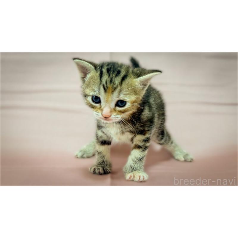 販売中の愛知県のアメリカンショートヘア-138110の3枚目