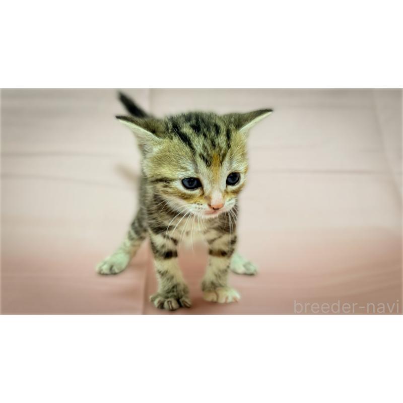 販売中の愛知県のアメリカンショートヘア-138110の2枚目