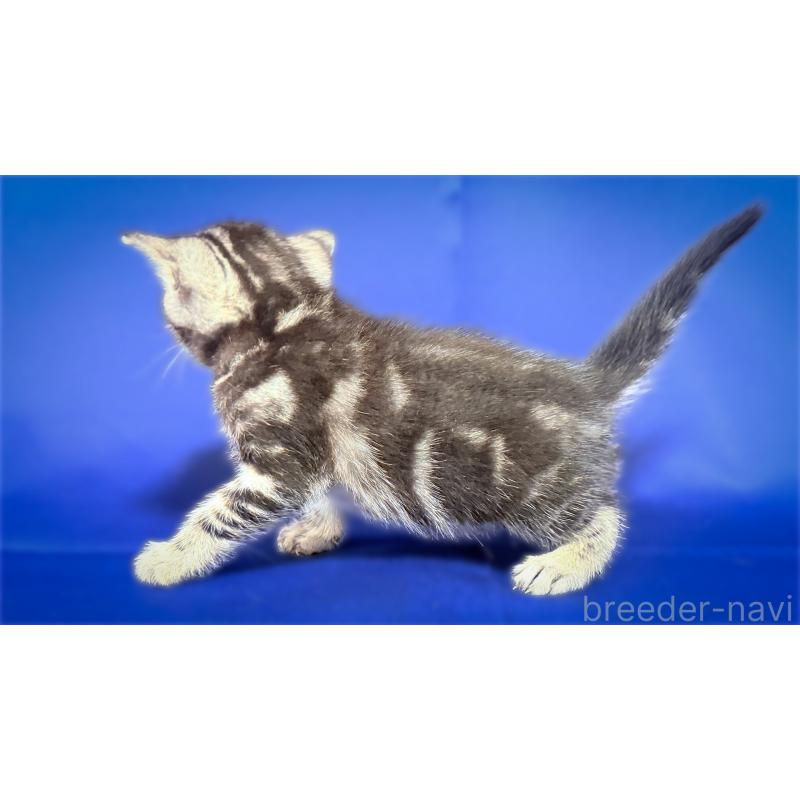 販売中の愛知県のアメリカンショートヘア-138111の4枚目