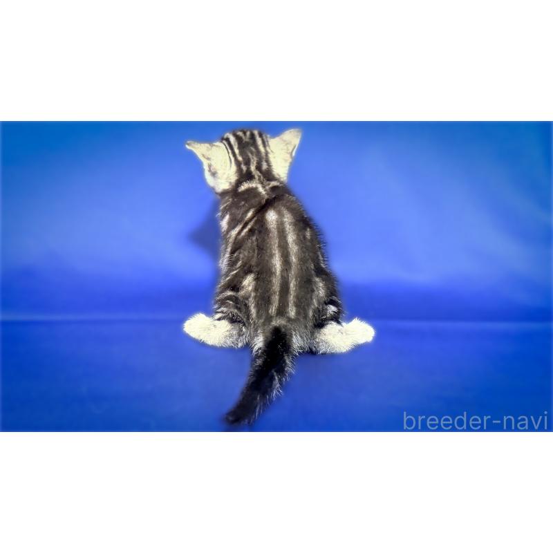 販売中の愛知県のアメリカンショートヘア-138111の3枚目