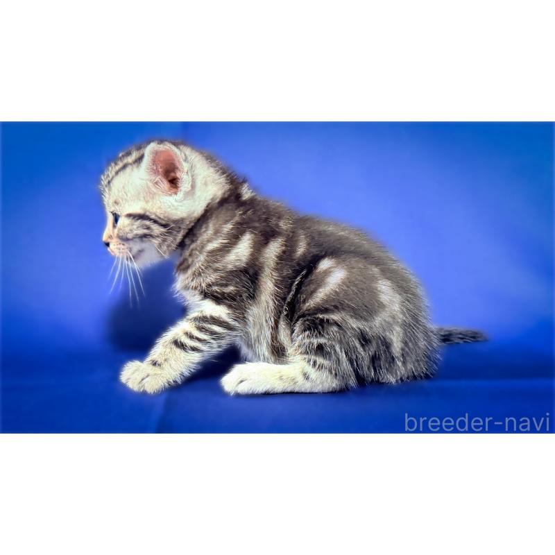 販売中の愛知県のアメリカンショートヘア-138111の2枚目