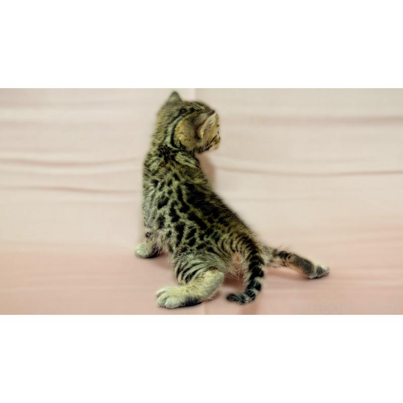 販売中の愛知県のベンガル-138112の4枚目