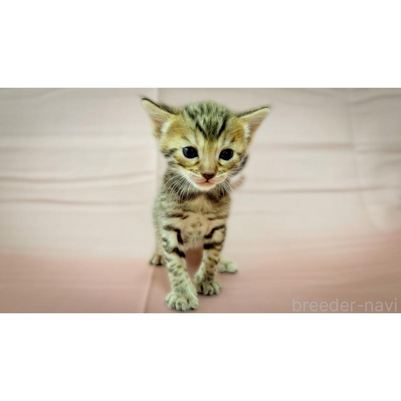 販売中の愛知県のベンガル-138112の3枚目