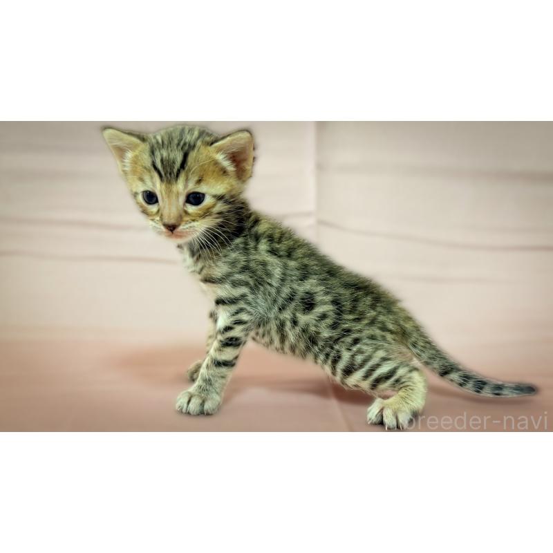 販売中の愛知県のベンガル-138112の2枚目