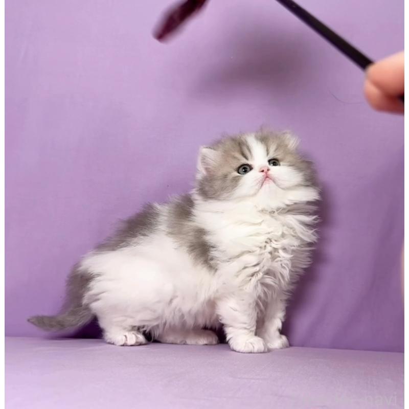 販売中の静岡県のミヌエット(短足)-138113の6枚目